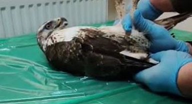 Yaralı bulunan şahin, tedavisinin ardından doğaya salındı