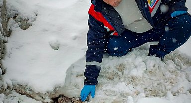 Yaralı halde bulunan kurt tedavi altına alındı