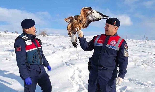Yaralı kızıl şahin koruma altına alındı