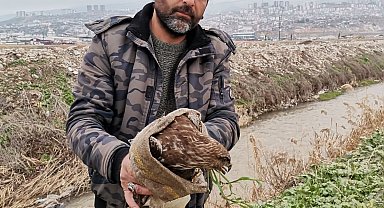 Yaralı şahin kurtarıldı