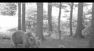 Yavru ayı zıplayarak ailesinin peşinden koştu