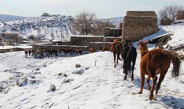 Yılkı atları fotoğrafçıların gözdesi oldu