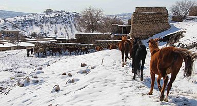 Yılkı atları fotoğrafçıların gözdesi oldu