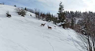 Yiyecek arayan karacalar Kulakkaya Yaylası'nda görüntülendi