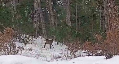 Yiyecek arayan yaban hayvanları karlı yollara indi