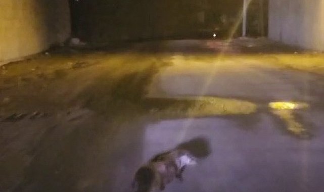 Yol ortasındaki su samuru görüntülendi