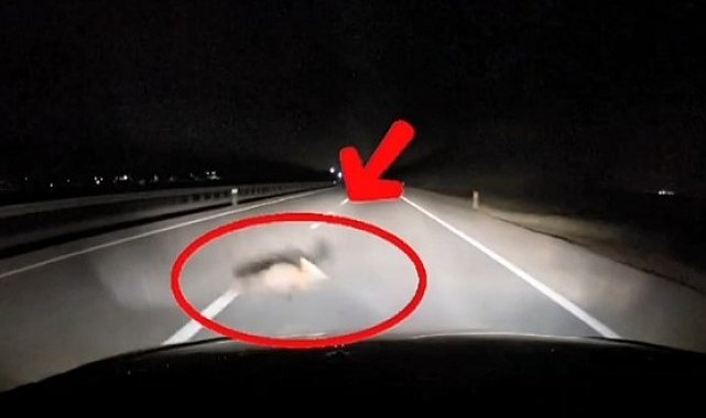 Yola atlayan tilkiye araç çarptı