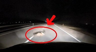 Yola atlayan tilkiye araç çarptı