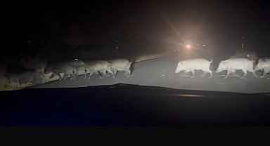 Yolun karşısına geçen domuz sürüsü şaşırttı