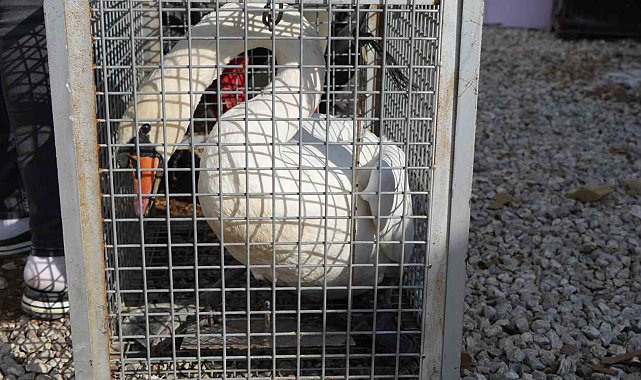 Yolunu şaşıran kuğu, Ankara'da bir evin bahçesine düştü