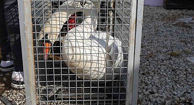 Yolunu şaşıran kuğu, Ankara'da bir evin bahçesine düştü