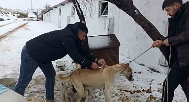 Yozgat'ta 2025 yılında 7 bin 548 sahipli hayvana mikroçip uygulandı