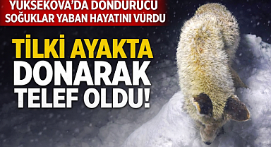 Yüksekova'da Sibirya soğukları: Tilki ayakta dondu