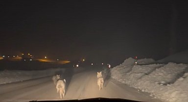 Yüksekova'da aç kalan kurt sürüsü köy yoluna indi