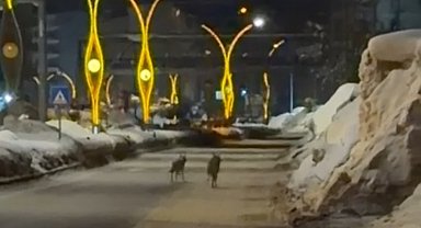 Yüksekova'da kurtlar şehir merkezine indi