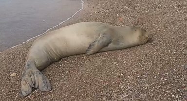 Yunanistan'dan kaçıp Antalya'da sahilde hareketsiz bulunan Akdeniz Foku denize salındı