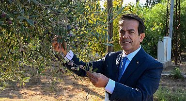 Zeytinyağı kalite yarışması için son gün 15 Ocak
