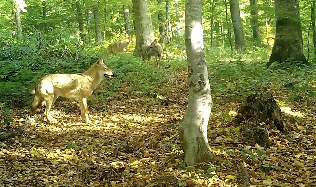 'Kurtlar konseyi' Uludağ'da toplandı