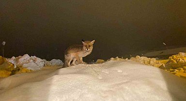 Aç kalan tilkiye şefkat eli: "O yedikçe ben mutlu oldum"