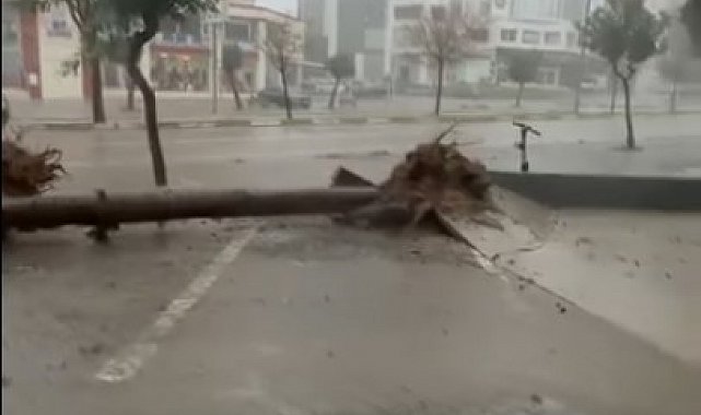 Adana'da fırtına ağaçları yerinden söktü