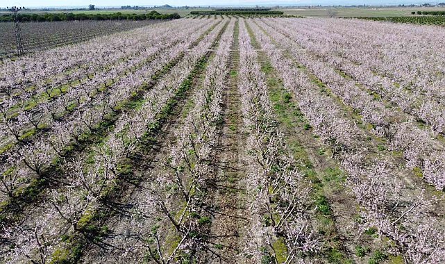 Adana'da şeftali ağaçları çiçek açtı