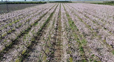 Adana'da şeftali ağaçları çiçek açtı