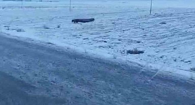 Adilcevaz'da domuz sürüsü görüntülendi