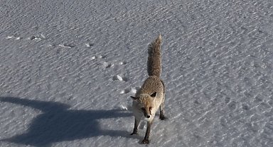 Adilcevaz'da tilkinin dron ile imtihanı
