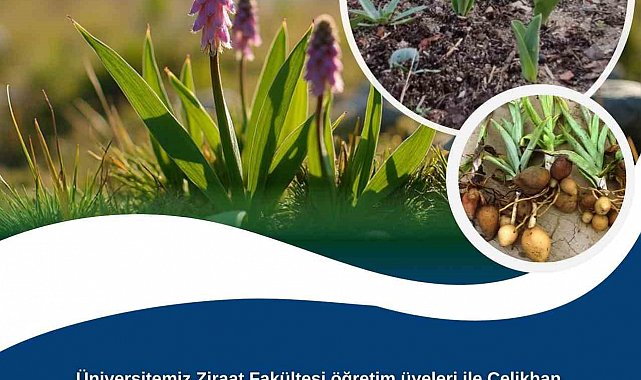 Adıyaman Üniversitesinden kırsal kalkınma için salep hamlesi