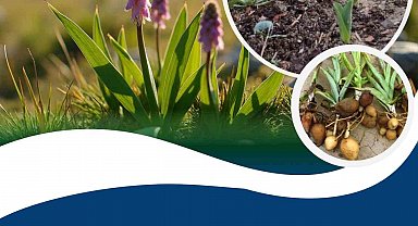 Adıyaman Üniversitesinden kırsal kalkınma için salep hamlesi