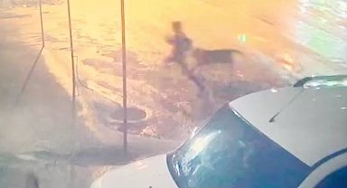 Adıyaman'da sahipsiz köpek dehşeti: 10 yaşındaki çocuğu vatandaşlar kurtardı