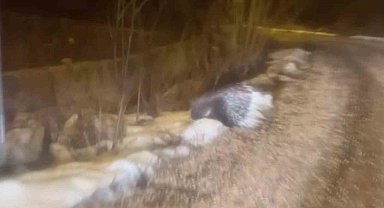 Afrika'nın tehlikeli kirpisi Sivas'ta görüntülendi