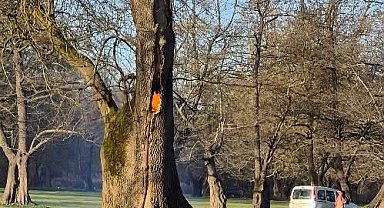 Ağaç kovuğunda yangın çıkarıldı