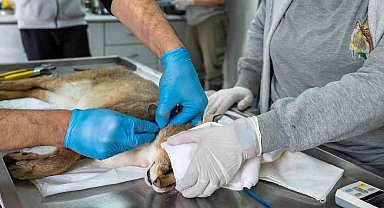 Ağır yaralı bulunan saz kedisi, sağlıklı şekilde doğaya salındı