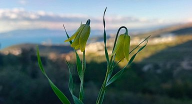 Ağlayan Gelinler çiçek açtı