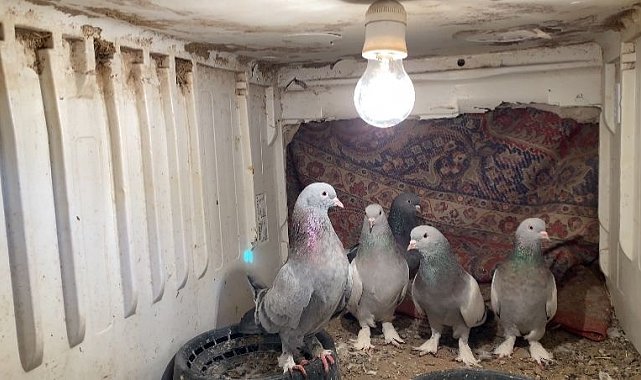 Ağrı'da dondurucu soğuğa rağmen 7 yıldır güvercin yetiştiriyorlar