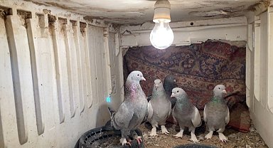 Ağrı'da dondurucu soğuğa rağmen 7 yıldır güvercin yetiştiriyorlar