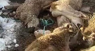 Ahırın çatısı çöktü: 40 koyun 15 kuzu telef oldu