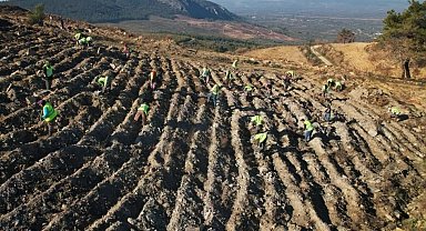 Akhisar'da yanan alanlar yeniden yeşeriyor: 2 milyon 325 bin fidan toprakla buluşacak