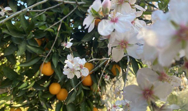Aksu'da badem ağaçları şubat ortasında çiçek açtı