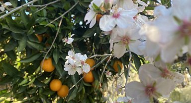 Aksu'da badem ağaçları şubat ortasında çiçek açtı