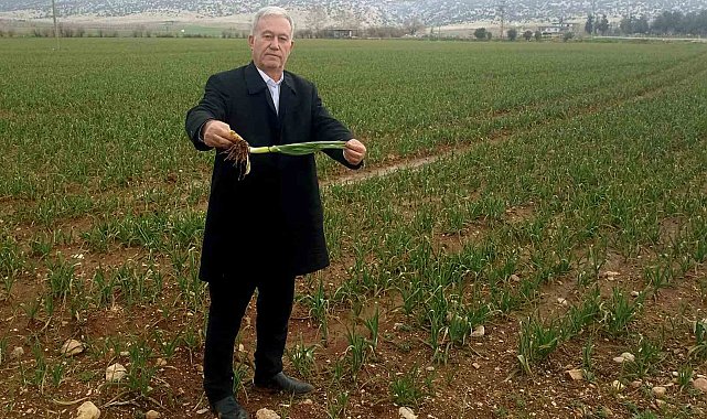 Altun, "Yağışlar AB Tescilli Araban Sarımsağının kalite ve rekolteyi arttıracak"