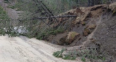 Amasya'da ormanlık alanda heyelan: Ağaçlar devrildi