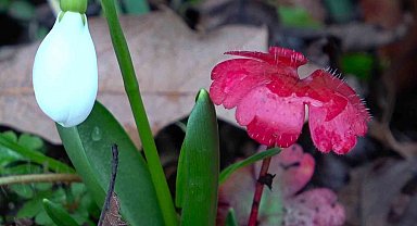 Amasya'nın dağlarında çiçekler açmaya başladı: "Anadolu'daki bitkiler milli servet"