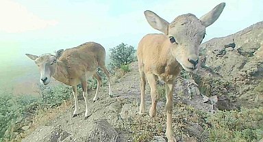 Anadolu yaban koyunu yavrularıyla görüntülendi