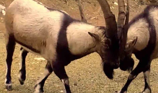 Antalya'da yaban hayatı fotokapanlara yansıdı