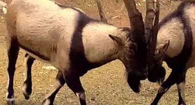 Antalya'da yaban hayatı fotokapanlara yansıdı