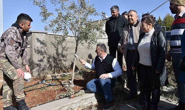 Antep fıstığı ve zeytin üreticilerine budama eğitimi