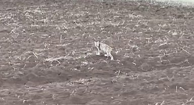 Arazide tek başına yürüyen yavru vaşak, sürüden ayrılan pengueni hatırlattı