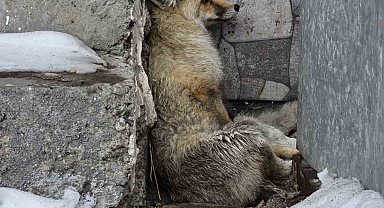 Ardahan'ın Damal ilçesinde yaralanan tilkiye belediye başkanı sahip çıktı